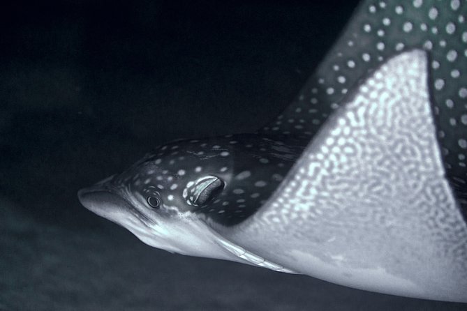 Small-Group 90-Minute Night Snorkeling Safari, Moorea