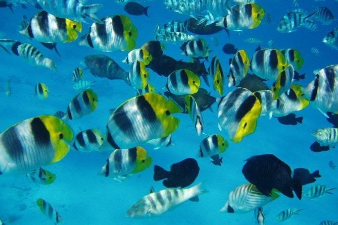 Small-Group Afternoon Snorkeling Tour of The Aquarium, Tahiti