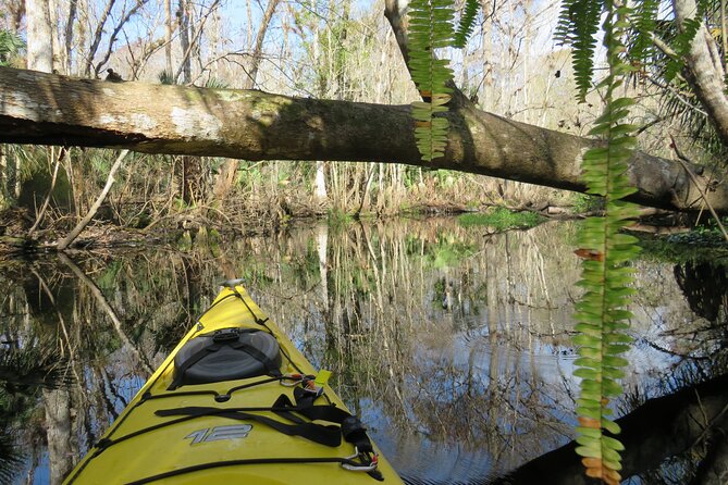 Small Group Blackwater Creek Scenic River Kayak Tour With Lunch - Good To Know