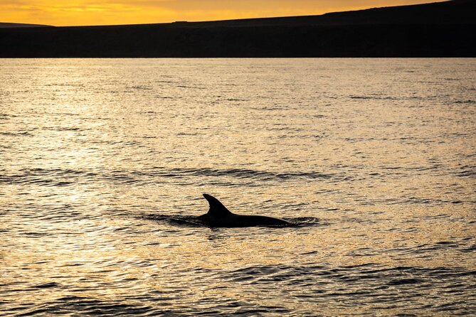 Small Group Dolphin Sunset Tour on Electric Catamaran Lanzarote - Tour Details