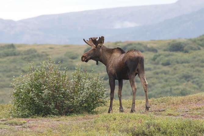 Small-Group Flight Denali National Park Tour With Guided Hike - Inclusions and Itinerary