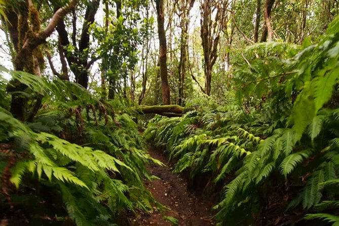 Small Group Guided Hiking in Anaga Rural Park in Tenerife