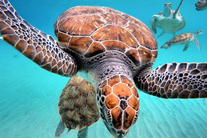 Small-Group Half-Day Swimming With Turtles Tour, Curacao  - Willemstad - Traveler Tips and Resources
