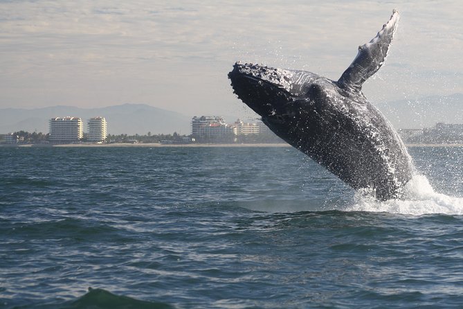 Small-Group Half-Day Whale-Watching Tour in Puerto Vallarta - Good To Know
