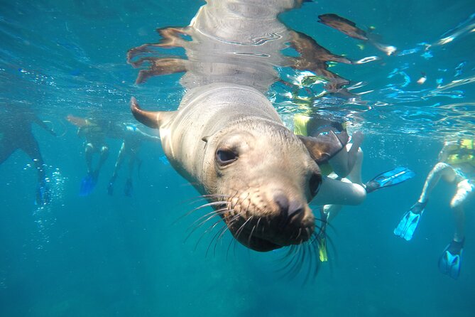 Small Group Snorkeling and Swim With Whale Sharks & Sea Lions in La Paz