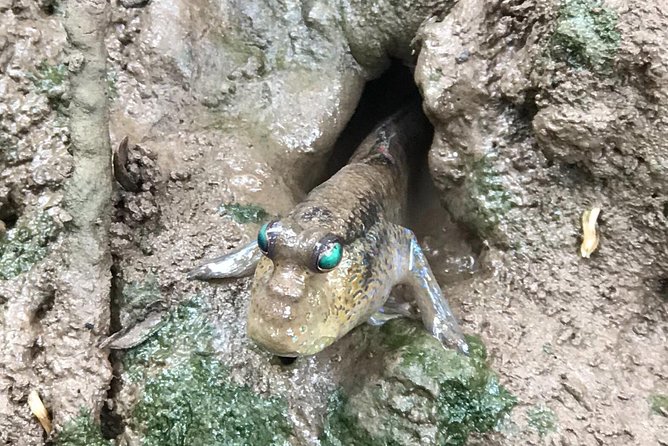 Small-Group Tour to Can Gio Vam Sat Mangrove Forest - Good To Know