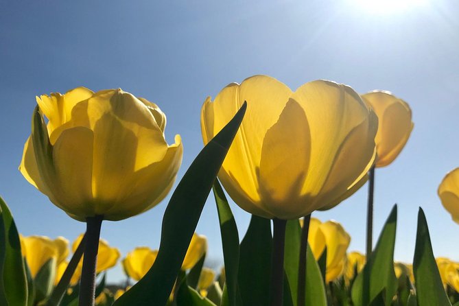 Small Group Tulip and Spring Flower Fields Bike Tour