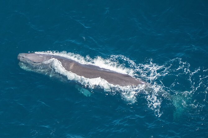 Small-Group Whale-Watching Flight: Kaikoura From Christchurch