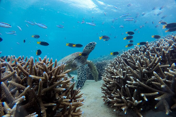 Snorkel and Boomnet Experience – Adventure Tour at Keppel Island