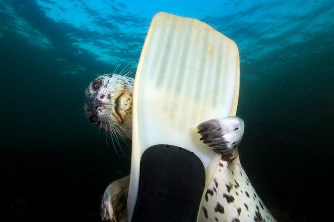 Snorkel, Kayak, and Seal Adventure: Vancouver Boat Tour - Good To Know