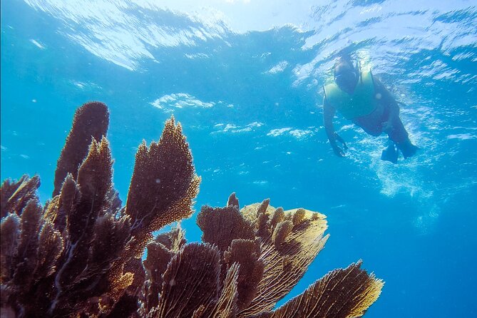 Snorkel Key Largo on Our COMBO Boat With Snorkeling Gear INCLUDED - Good To Know