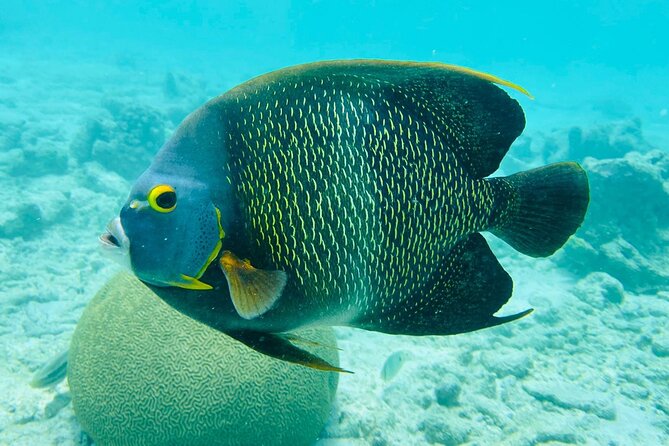 Snorkel Marathon - Snorkeling Spots and Highlights