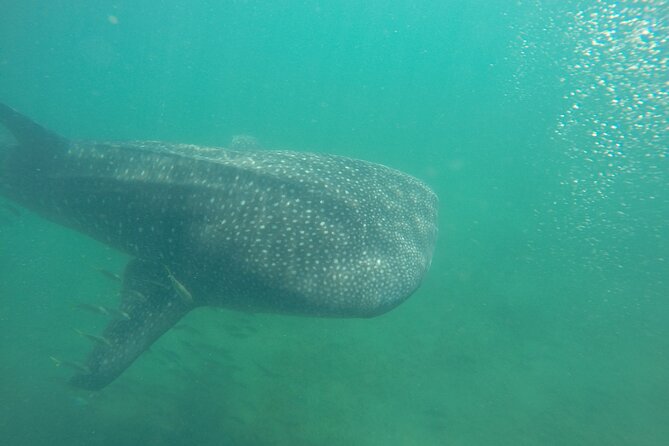 Snorkel Tour With Whale Shark in La Paz