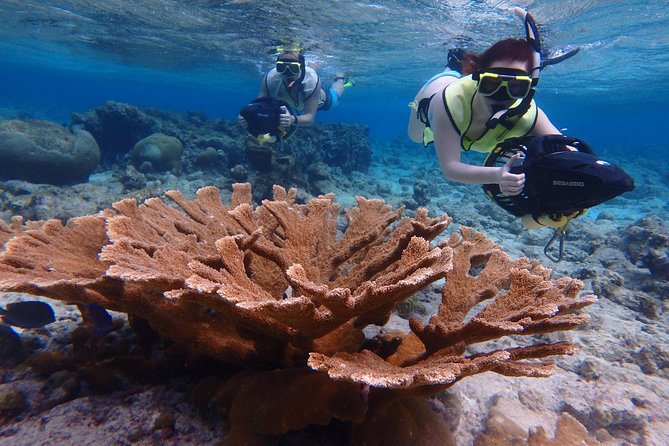 Snorkel With Sea Scooters at Mangel Halto Aruba - Group Tour - Good To Know