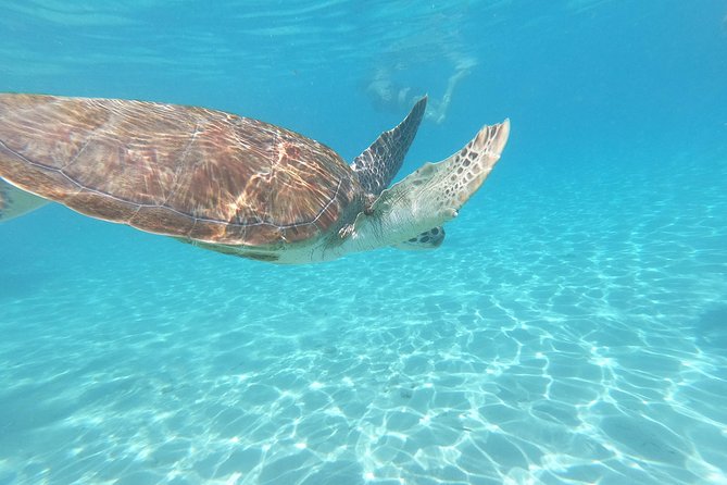 Snorkel With Sea Turtles - the Best Way to Spend a Day in Curacao! - Good To Know