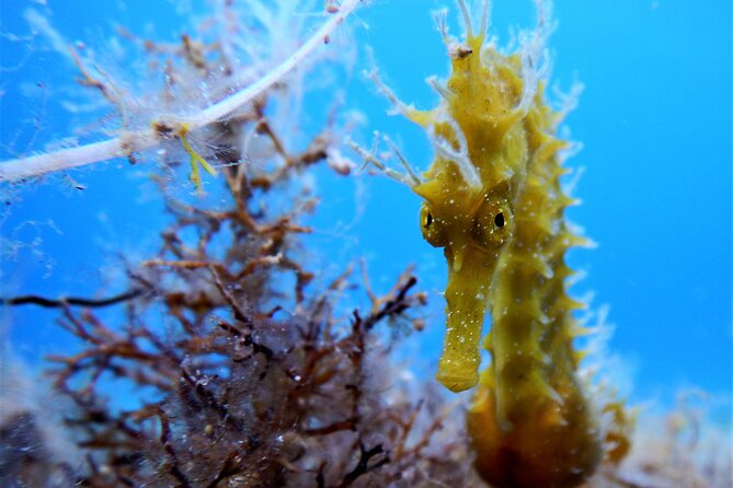 Snorkeling Adventure Trip