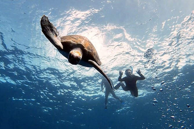 Snorkeling Excursion in the Rayas and Turtles Zone