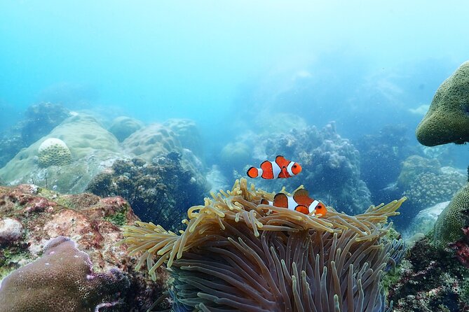 Snorkeling Full Day Experience From Bangkok - Good To Know