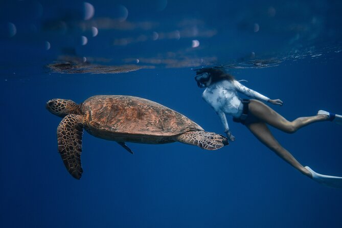 Snorkeling Open Ocean Wildlife Safari in Los Cabos With Photos Included - Package Highlights