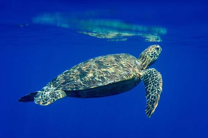 Snorkeling Picnic in 5 Hours With Lunch in Tahiti