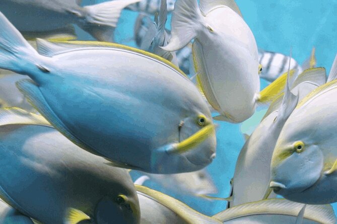 Snorkeling Tour at Lands End in Cabo San Lucas