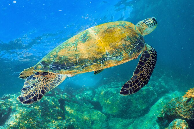 Snorkeling Trip to Fujairah on the UAEs East Coast - Good To Know