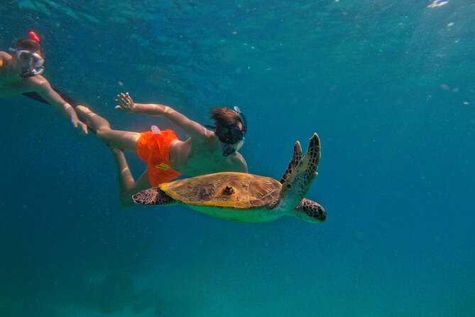 Snorkeling With Turtles in Fujairah With BBQ Lunch