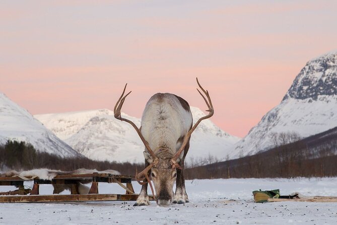 Snowmobiling, Tromsø Ice Domes Guided Tour, and Reindeer Visit - Good To Know