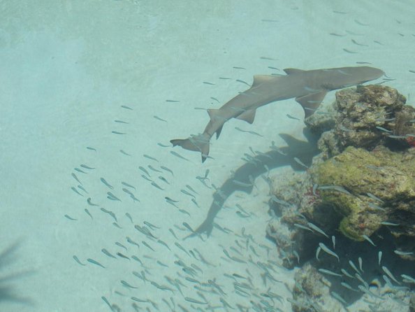 Snuba Adventure at Coral World Ocean Park