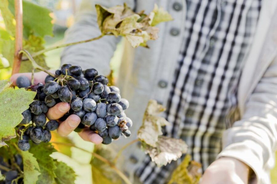 Sonoma Valley: Guided Winery Tour With Picnic Lunch - Good To Know