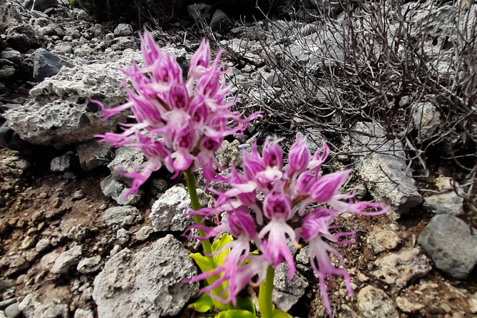 Sougia-Armos-Maza Hike Adventure - Essential Gear for the Hike