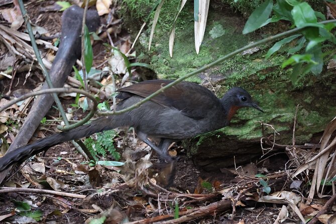 South Coast Day Tour, Blowholes, Lookouts, Bridge and Rainforest