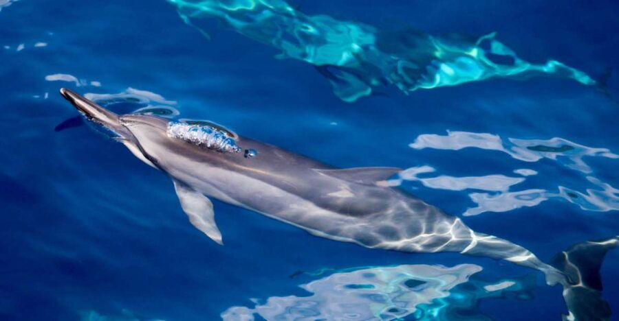 South Maui: Lanai Snorkel & Dolphin Watch From Maalaea - Good To Know