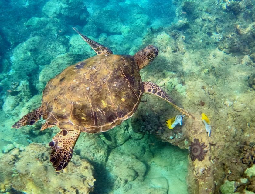 South Maui: Snorkeling Tour for Non-Swimmers in Kihei
