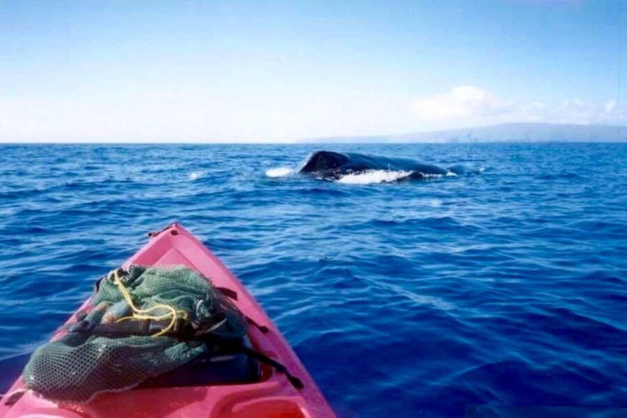 South Maui: Whale Watch Kayaking and Snorkel Tour in Kihei