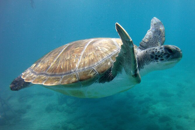 South Tenerife Snorkeling Trip