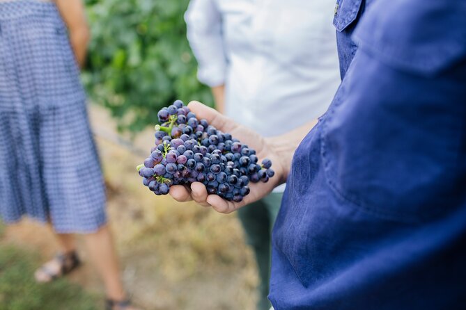 Sparkling Masterclass With Vineyard Tour and 5 Course Lunch