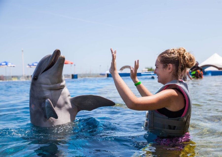 St. Augustine: Swimming With the Dolphins Entry Ticket