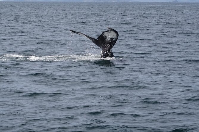 St. John'S Small Group Tour With Iceberg Quest Boat Cruise