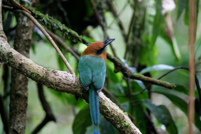 St. Lucia Aerial Tram Tour at Rainforest Adventures