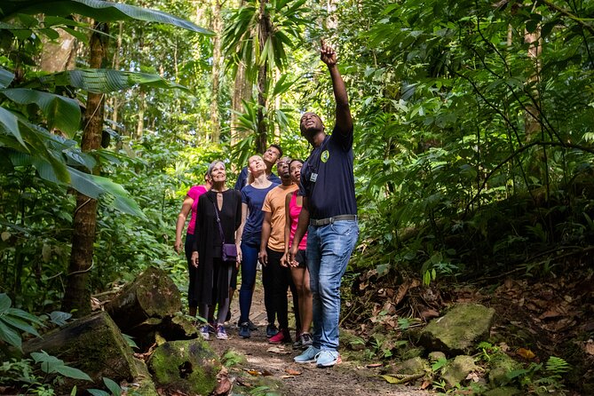 St Lucia Jacquot Trail Hike at Rainforest Adventures - Overview of the St. Lucia Jacquot Trail Hike