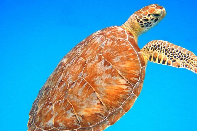 St Thomas 2-Stop Snorkel, Sea Turtle Tour With Shipwreck Cove