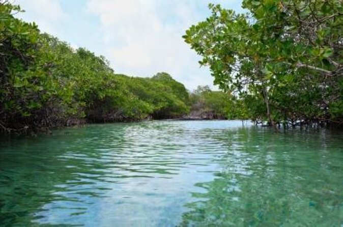 St Thomas Mangrove Lagoon Kayak and Snorkel Tour in the US Virgin Islands