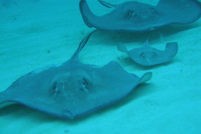 Starfish Point, Stingray City-Sandbar & Coral Gardens