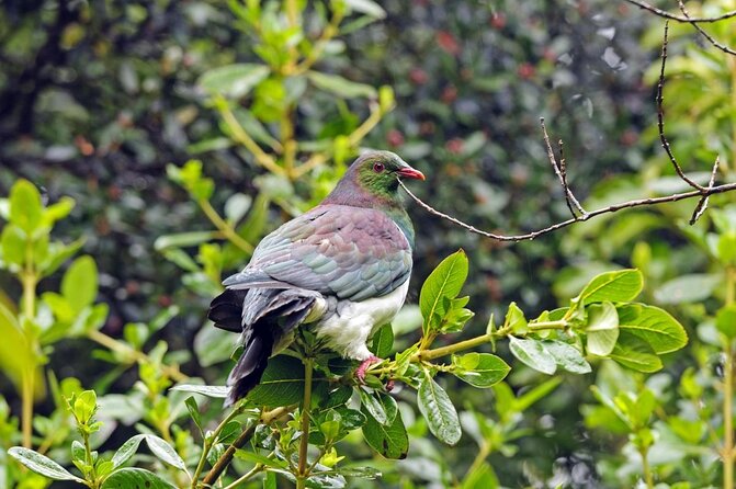 Stewart Island Big Day Out
