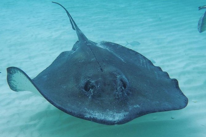 Stingraycity Adventure
