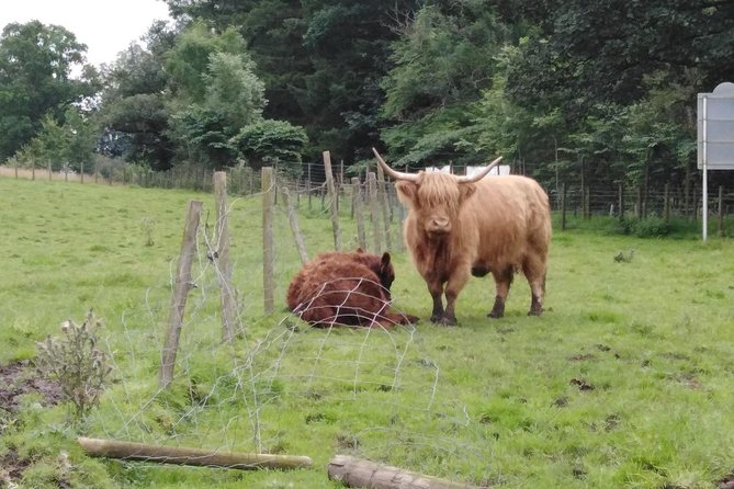 Stirling Castle, Hairy Coos & The Trossachs - Stirling Castle: A Historic Landmark