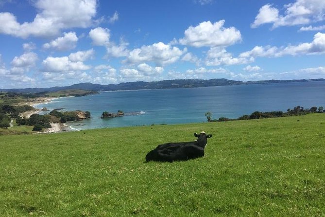 Stunning Auckland East Coast Walk & Wine Private Tour - Good To Know