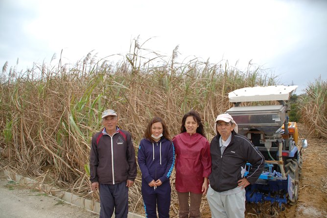 Sugarcane Cutting Experience With Okinawas Grandfather