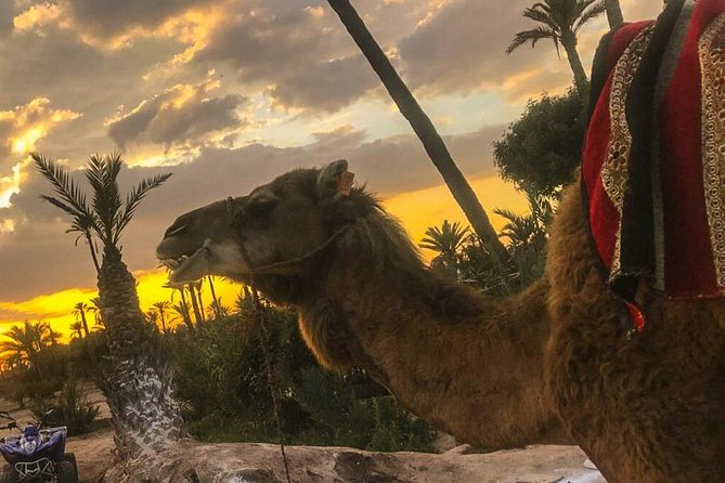 Sunset Camel Ride in the Palm Grove of Marrakech - Overview of the Sunset Camel Ride